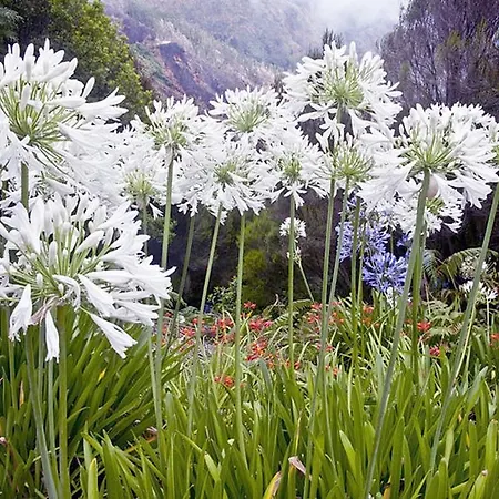 Casas Mare , Ponta Delgada, Madeira